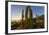 Cardon Cactus (Pachycereus Pringlei) at Sunset on Isla Santa Catalina, Baja California Sur, Mexico-Michael Nolan-Framed Photographic Print