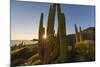 Cardon Cactus (Pachycereus Pringlei) at Sunset on Isla Santa Catalina, Baja California Sur, Mexico-Michael Nolan-Mounted Photographic Print