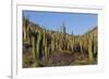 Cardon Cactus (Pachycereus Pringlei), on Isla Santa Catalina, Baja California Sur-Michael Nolan-Framed Photographic Print