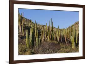 Cardon Cactus (Pachycereus Pringlei), on Isla Santa Catalina, Baja California Sur-Michael Nolan-Framed Photographic Print