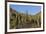 Cardon Cactus (Pachycereus Pringlei), on Isla Santa Catalina, Baja California Sur-Michael Nolan-Framed Photographic Print