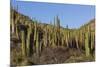 Cardon Cactus (Pachycereus Pringlei), on Isla Santa Catalina, Baja California Sur-Michael Nolan-Mounted Photographic Print
