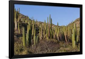 Cardon Cactus (Pachycereus Pringlei), on Isla Santa Catalina, Baja California Sur-Michael Nolan-Framed Photographic Print