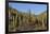 Cardon Cactus (Pachycereus Pringlei), on Isla Santa Catalina, Baja California Sur-Michael Nolan-Framed Photographic Print