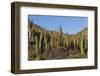 Cardon Cactus (Pachycereus Pringlei), on Isla Santa Catalina, Baja California Sur-Michael Nolan-Framed Photographic Print