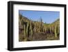 Cardon Cactus (Pachycereus Pringlei), on Isla Santa Catalina, Baja California Sur-Michael Nolan-Framed Photographic Print