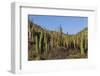 Cardon Cactus (Pachycereus Pringlei), on Isla Santa Catalina, Baja California Sur-Michael Nolan-Framed Photographic Print