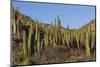 Cardon Cactus (Pachycereus Pringlei), on Isla Santa Catalina, Baja California Sur-Michael Nolan-Mounted Photographic Print