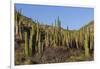 Cardon Cactus (Pachycereus Pringlei), on Isla Santa Catalina, Baja California Sur-Michael Nolan-Framed Photographic Print