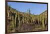 Cardon Cactus (Pachycereus Pringlei), on Isla Santa Catalina, Baja California Sur-Michael Nolan-Framed Photographic Print