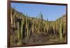 Cardon Cactus (Pachycereus Pringlei), on Isla Santa Catalina, Baja California Sur-Michael Nolan-Framed Photographic Print