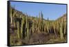 Cardon Cactus (Pachycereus Pringlei), on Isla Santa Catalina, Baja California Sur-Michael Nolan-Framed Stretched Canvas