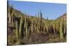 Cardon Cactus (Pachycereus Pringlei), on Isla Santa Catalina, Baja California Sur-Michael Nolan-Stretched Canvas