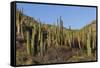 Cardon Cactus (Pachycereus Pringlei), on Isla Santa Catalina, Baja California Sur-Michael Nolan-Framed Stretched Canvas