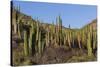 Cardon Cactus (Pachycereus Pringlei), on Isla Santa Catalina, Baja California Sur-Michael Nolan-Stretched Canvas