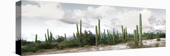 Cardon Cactus Plants in a Forest, Loreto, Baja California Sur, Mexico-null-Stretched Canvas
