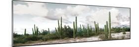 Cardon Cactus Plants in a Forest, Loreto, Baja California Sur, Mexico-null-Mounted Photographic Print