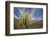 Cardon Cactus-DLILLC-Framed Photographic Print