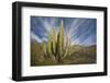 Cardon Cactus-DLILLC-Framed Photographic Print