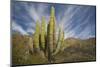 Cardon Cactus-DLILLC-Mounted Photographic Print