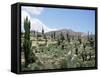 Cardones Growing in the Altiplano Desert Near Tilcara, Jujuy, Argentina, South America-Lousie Murray-Framed Stretched Canvas