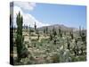 Cardones Growing in the Altiplano Desert Near Tilcara, Jujuy, Argentina, South America-Lousie Murray-Stretched Canvas