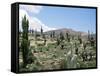 Cardones Growing in the Altiplano Desert Near Tilcara, Jujuy, Argentina, South America-Lousie Murray-Framed Stretched Canvas