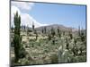 Cardones Growing in the Altiplano Desert Near Tilcara, Jujuy, Argentina, South America-Lousie Murray-Mounted Photographic Print