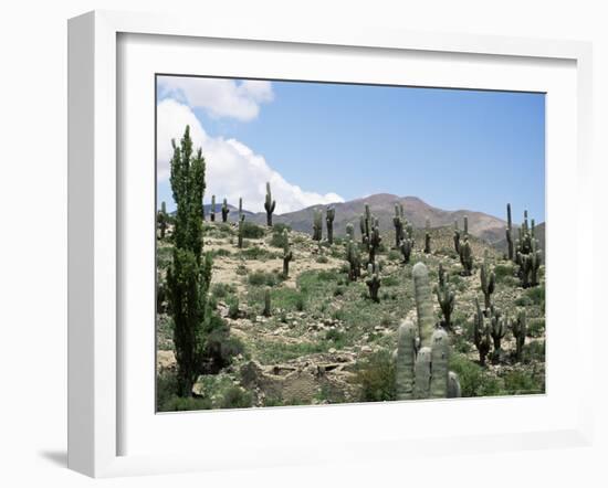 Cardones Growing in the Altiplano Desert Near Tilcara, Jujuy, Argentina, South America-Lousie Murray-Framed Photographic Print