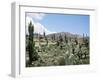 Cardones Growing in the Altiplano Desert Near Tilcara, Jujuy, Argentina, South America-Lousie Murray-Framed Photographic Print