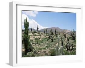 Cardones Growing in the Altiplano Desert Near Tilcara, Jujuy, Argentina, South America-Lousie Murray-Framed Photographic Print