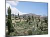 Cardones Growing in the Altiplano Desert Near Tilcara, Jujuy, Argentina, South America-Lousie Murray-Mounted Photographic Print