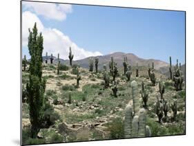 Cardones Growing in the Altiplano Desert Near Tilcara, Jujuy, Argentina, South America-Lousie Murray-Mounted Photographic Print