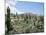 Cardones Growing in the Altiplano Desert Near Tilcara, Jujuy, Argentina, South America-Lousie Murray-Mounted Photographic Print