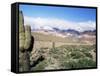 Cardones Growing in the Desert at 3000 Metres, Near Alfarcito, Jujuy, Argentina, South America-Lousie Murray-Framed Stretched Canvas