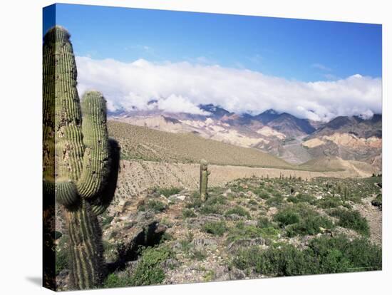 Cardones Growing in the Desert at 3000 Metres, Near Alfarcito, Jujuy, Argentina, South America-Lousie Murray-Stretched Canvas