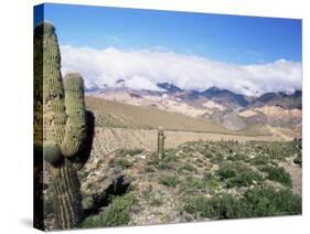 Cardones Growing in the Desert at 3000 Metres, Near Alfarcito, Jujuy, Argentina, South America-Lousie Murray-Stretched Canvas