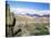 Cardones Growing in the Desert at 3000 Metres, Near Alfarcito, Jujuy, Argentina, South America-Lousie Murray-Stretched Canvas