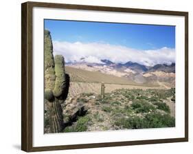 Cardones Growing in the Desert at 3000 Metres, Near Alfarcito, Jujuy, Argentina, South America-Lousie Murray-Framed Photographic Print