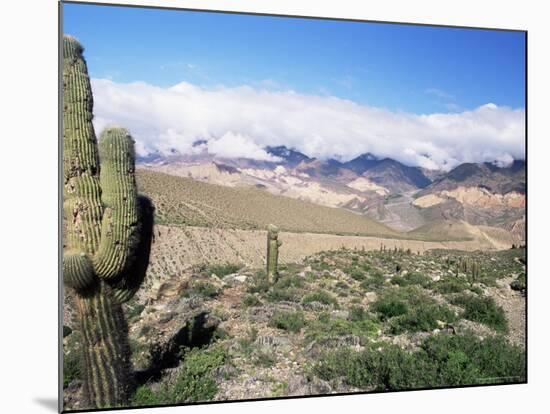 Cardones Growing in the Desert at 3000 Metres, Near Alfarcito, Jujuy, Argentina, South America-Lousie Murray-Mounted Photographic Print