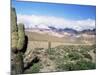 Cardones Growing in the Desert at 3000 Metres, Near Alfarcito, Jujuy, Argentina, South America-Lousie Murray-Mounted Photographic Print