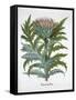 Cardoon, 1613-Unknown-Framed Stretched Canvas