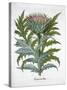 Cardoon, 1613-Unknown-Stretched Canvas