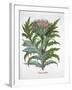 Cardoon, 1613-Unknown-Framed Giclee Print