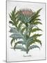Cardoon, 1613-Unknown-Mounted Giclee Print