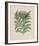 Cardoon-Besler Basilius-Framed Giclee Print