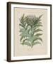 Cardoon-Besler Basilius-Framed Giclee Print