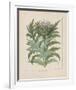 Cardoon-Besler Basilius-Framed Giclee Print