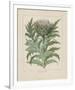 Cardoon-Besler Basilius-Framed Giclee Print