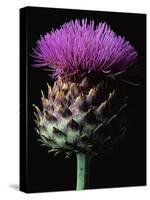 Cardoon-Clay Perry-Stretched Canvas
